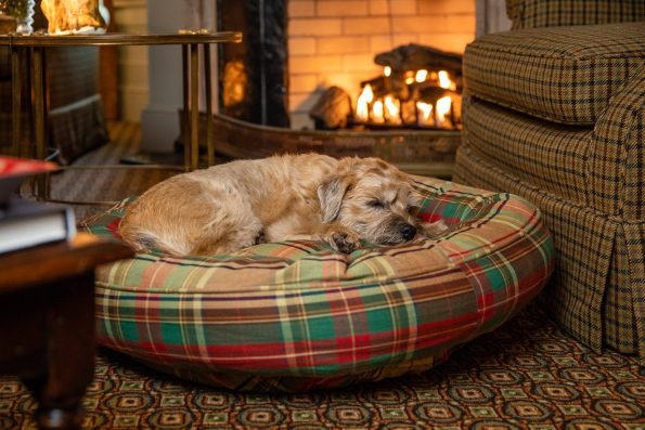 NEW_-_Canine_Styles_-_Cotton_Canvas_-_Ivy_League_-_Dog_Bed_4_CS_Life_BackgroundCA1_5188